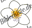 Blumen: Margerite 3 (nicht animiert)