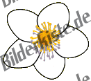 Blumen: Margerite 4 (nicht animiert)