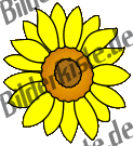 Blumen: Sonnenblume 2 (nicht animiert)