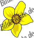 Blumen: Osterglocke 3 (nicht animiert)