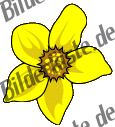 Flowers: daffodil 3 (not animated)