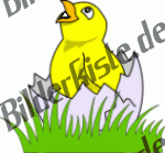 Chicken: In a broke open egg on a meadow 3 (not animated)