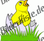 Chicken: In a broke open egg on a meadow 4 (not animated)