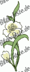 Blumen: Blüte 1 - weiß (nicht animiert)