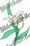 Blumen: Blüte 2 - weiss (nicht animiert)