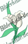 Blumen: Blte 2 - weiss (nicht animiert)