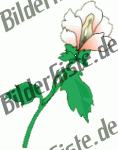 Fiore bianco e rosa