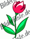 Blumen: Tulpen - rot (nicht animiert)