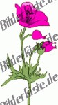 Blumen: Mohn - rosa (nicht animiert)