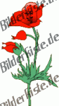 Blumen: Mohn - rot (nicht animiert)