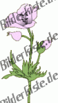 Flowers: Poppy - white (not animated)