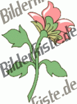 Blumen: Blte 2 - rosa 2 (nicht animiert)