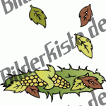 Autunno: pannocchia tra foglie d'autunno su prato