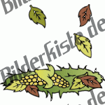 Autumn: corncobs