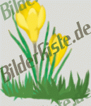 Blumen: Krokus - gelb (nicht animiert)