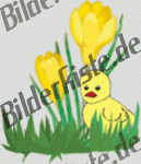 Flowers: Crocus- with chicken (not animated)