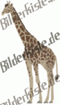 Tiere: Giraffen - Giraffe (nicht animiert)