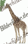 Tiere: Giraffen - Giraffe ißt (animiertes GIF)