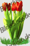 Flowers: Tulips - bouquet (not animated)