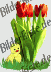 Flowers: Tulips - bouquet with chicken 1 (not animated)