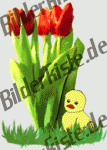 Flowers: Tulips - bouquet with chicken 2 (not animated)