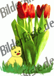 Flowers: Tulips - bouquet with chicken 2 (animated GIF)