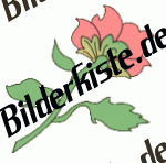 Blumen: Bl�te 2 - rosa 4 (nicht animiert)