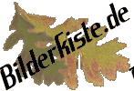 Herbst: Bl�tter - Eichelblatt (nicht animiert)