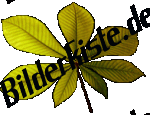 Herbst: Bl�tter - Kastanienblatt (nicht animiert)