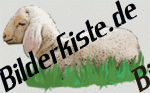 Schafe: Lamm - auf Wiese 2 (nicht animiert)