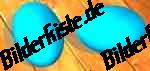 Easter: Easter eggs - lying on table turquoise (not animated)