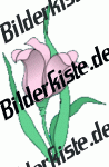 Blumen: Bl�te 2 - pink (nicht animiert)
