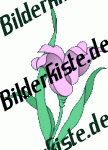 Flowers: Flower 2 - violet (mirrored) (not animated)