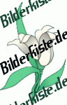 Flowers: Flower 2 - white (not animated)