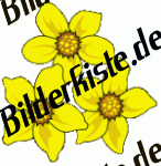 Blumen: Osterglocken drei (nicht animiert)