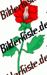 Bilder zum Thema blumen anzeigen