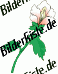 Blumen: Blume 5 - weiss (nicht animiert)