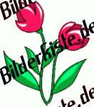 Bilder zum Thema tulpe anzeigen
