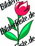 Blumen: Tulpen - rot (nicht animiert)