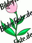 Blumen: Tulpen - rosa (nicht animiert)