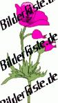Blumen: Mohn - rosa (nicht animiert)