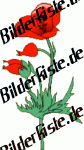 Blumen: Mohn - rot (nicht animiert)