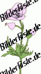 Blumen: Mohn - wei� (nicht animiert)