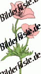 Blumen: Mohn - rosa (nicht animiert)