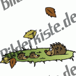 Herbst: Igel am Boden