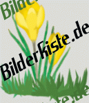 Flowers: Crocus - yellow (not animated)