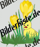Blumen: Krokus -  mit K�ken (nicht animiert)