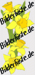 Blumen: Osterglocken (nicht animiert)