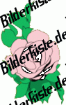 Blumen: Rose - rosa (nicht animiert)