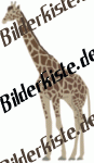 Tiere: Giraffen - Giraffe (nicht animiert)
